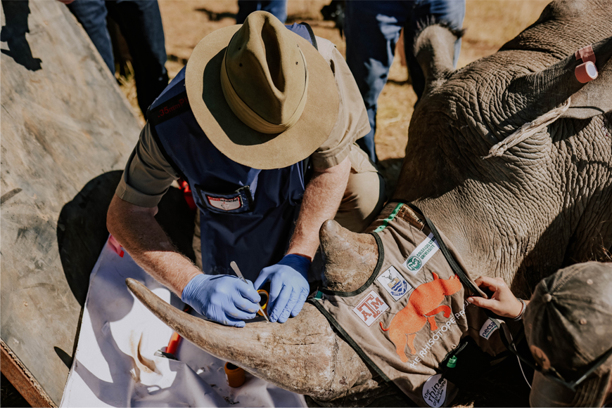 The Rhisotope Project successfully treated 29 rhinos with radioisotopes to protect them against poaching.